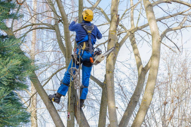 Best Tree Removal  in Hamlet, NC