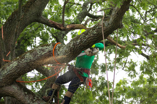 Best Firewood Processing and Delivery  in Hamlet, NC