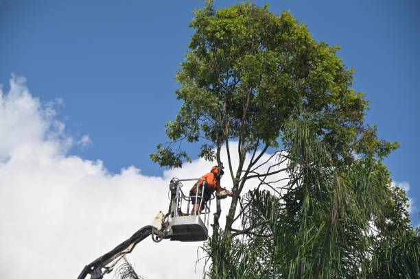 Best Tree Mulching  in Hamlet, NC