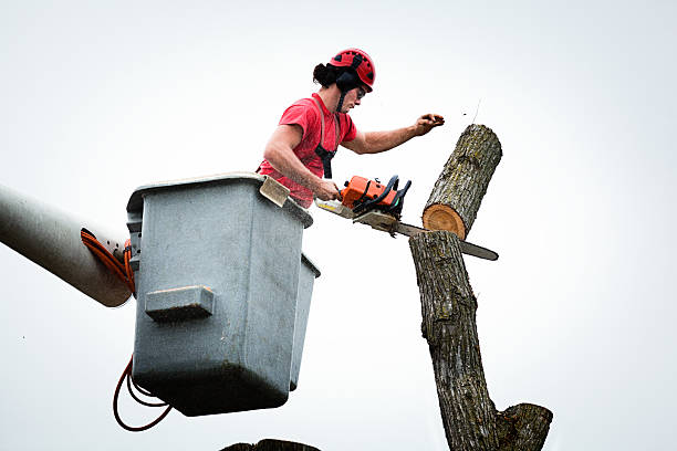 How Our Tree Care Process Works  in  Hamlet, NC