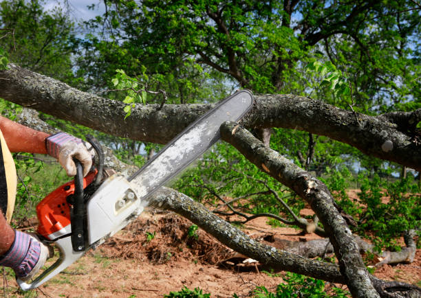 Best Tree Trimming and Pruning  in Hamlet, NC