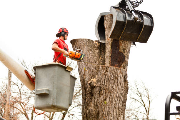 Professional Tree Services in Hamlet, NC